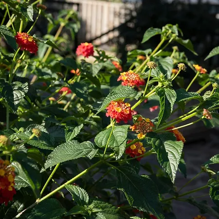 מלון דירות Lux Of The Vatican 3*