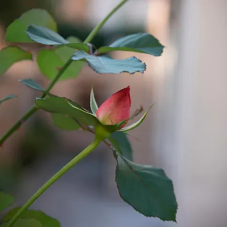 Lux Of The Vatican 3*