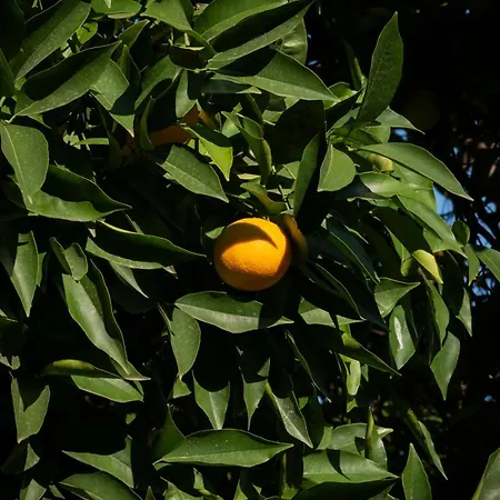 מלון דירות Lux Of The Vatican רומא